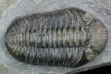 Pedinopariops Trilobite - Mrakib, Morocco #126320-2